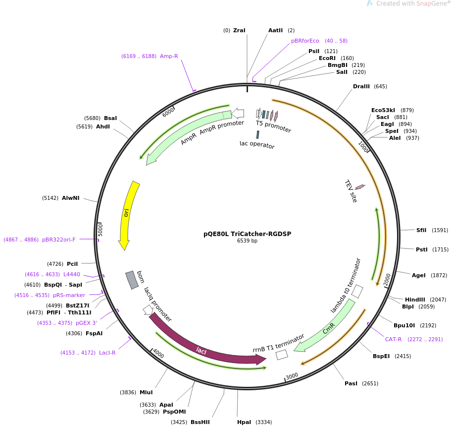 pHR-OptoCAR-mScarlet载体图谱